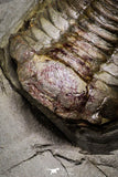 20028 - New Species Symphysurus ebbestadi n. sp. Plate with 3 Specimens Lower Ordovician Trilobites