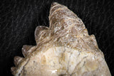 07101 -  Top Rare 4.50 Inch Pappocetus lugardi (Whale Ancestor) Molar Rooted Tooth