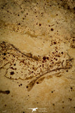 30083- Great Association of 4 Unclassified Fossil Fishes - Upper Cretaceous Morocco