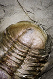 20028 - New Species Symphysurus ebbestadi n. sp. Plate with 3 Specimens Lower Ordovician Trilobites