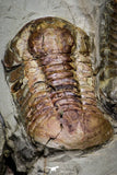 20028 - New Species Symphysurus ebbestadi n. sp. Plate with 3 Specimens Lower Ordovician Trilobites