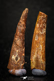 05589 - Great Collection of 2 Pterosaur (Coloborhynchus) Teeth Cretaceous KemKem Beds
