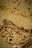 30083- Great Association of 4 Unclassified Fossil Fishes - Upper Cretaceous Morocco