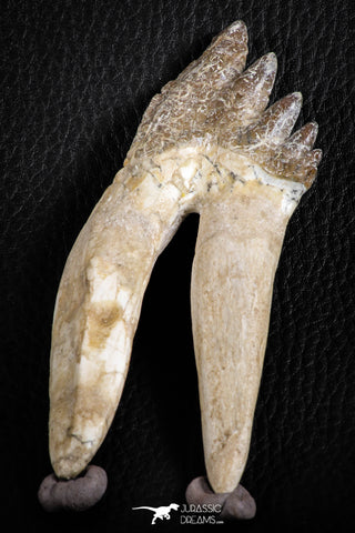 07101 -  Top Rare 4.50 Inch Pappocetus lugardi (Whale Ancestor) Molar Rooted Tooth