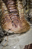 20028 - New Species Symphysurus ebbestadi n. sp. Plate with 3 Specimens Lower Ordovician Trilobites