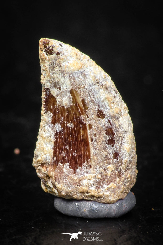 05590 - Nicely Serrated 0.67 Inch Juvenile Carcharodontosaurus Dinosaur Tooth KemKem