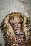 20028 - New Species Symphysurus ebbestadi n. sp. Plate with 3 Specimens Lower Ordovician Trilobites
