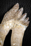 07101 -  Top Rare 4.50 Inch Pappocetus lugardi (Whale Ancestor) Molar Rooted Tooth