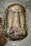 20028 - New Species Symphysurus ebbestadi n. sp. Plate with 3 Specimens Lower Ordovician Trilobites