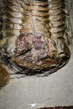 20028 - New Species Symphysurus ebbestadi n. sp. Plate with 3 Specimens Lower Ordovician Trilobites