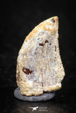 05590 - Nicely Serrated 0.67 Inch Juvenile Carcharodontosaurus Dinosaur Tooth KemKem