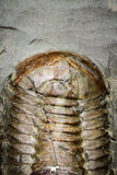 20028 - New Species Symphysurus ebbestadi n. sp. Plate with 3 Specimens Lower Ordovician Trilobites