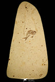 30084- Rare 2.28 Inch Thorectichthys marocensis Pycnodontiform Fish Fossil - Upper Cretaceous Morocco
