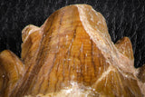 07102 -  Top Rare 4.95 Inch Pappocetus lugardi (Whale Ancestor) Molar Rooted Tooth