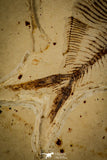 30084- Rare 2.28 Inch Thorectichthys marocensis Pycnodontiform Fish Fossil - Upper Cretaceous Morocco
