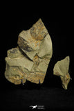 21079 - Amazing Lehua sp Lower Ordovician Trilobite Fezouata Fm