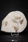 20029 - Museum Grade Plate with 7 Bavarilla  zemmourensis with Preserved Antennae Lower Ordovician Trilobites