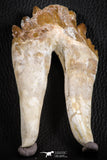 07102 -  Top Rare 4.95 Inch Pappocetus lugardi (Whale Ancestor) Molar Rooted Tooth