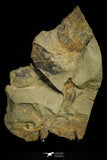 21079 - Amazing Lehua sp Lower Ordovician Trilobite Fezouata Fm