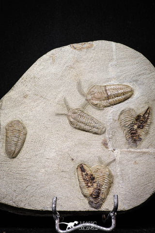 20029 - Museum Grade Plate with 7 Bavarilla  zemmourensis with Preserved Antennae Lower Ordovician Trilobites