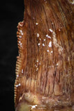 05591 - Nicely Serrated 0.64 Inch Juvenile Carcharodontosaurus Dinosaur Tooth KemKem