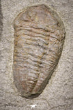 20029 - Museum Grade Plate with 7 Bavarilla  zemmourensis with Preserved Antennae Lower Ordovician Trilobites