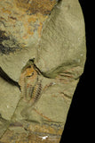 21079 - Amazing Lehua sp Lower Ordovician Trilobite Fezouata Fm