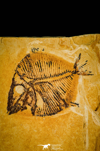 30085- Rare 2.05 Inch Undescribed Pycnodontiform Fish Fossil - Upper Cretaceous Morocco