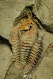 21079 - Amazing Lehua sp Lower Ordovician Trilobite Fezouata Fm