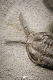 20029 - Museum Grade Plate with 7 Bavarilla  zemmourensis with Preserved Antennae Lower Ordovician Trilobites