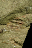 21079 - Amazing Lehua sp Lower Ordovician Trilobite Fezouata Fm