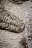 20029 - Museum Grade Plate with 7 Bavarilla  zemmourensis with Preserved Antennae Lower Ordovician Trilobites