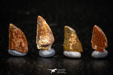 05592 - Great Collection of 4 Abelisaur Dinosaur Teeth Cretaceous KemKem Beds