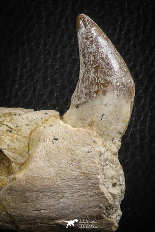 07103 -  Extremely Rare 2.57 Inch Pappocetus lugardi (Whale Ancestor) Incisor Rooted Tooth in Jaw Bone