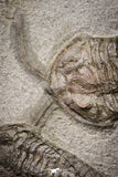 20029 - Museum Grade Plate with 7 Bavarilla  zemmourensis with Preserved Antennae Lower Ordovician Trilobites