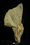 21079 - Amazing Lehua sp Lower Ordovician Trilobite Fezouata Fm