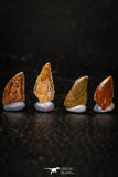 05592 - Great Collection of 4 Abelisaur Dinosaur Teeth Cretaceous KemKem Beds