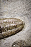 20029 - Museum Grade Plate with 7 Bavarilla  zemmourensis with Preserved Antennae Lower Ordovician Trilobites