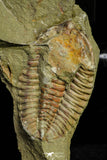 21079 - Amazing Lehua sp Lower Ordovician Trilobite Fezouata Fm