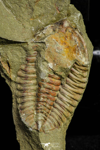 21079 - Amazing Lehua sp Lower Ordovician Trilobite Fezouata Fm