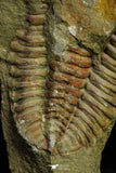 21079 - Amazing Lehua sp Lower Ordovician Trilobite Fezouata Fm