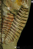 21079 - Amazing Lehua sp Lower Ordovician Trilobite Fezouata Fm