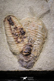 20029 - Museum Grade Plate with 7 Bavarilla  zemmourensis with Preserved Antennae Lower Ordovician Trilobites