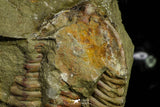 21079 - Amazing Lehua sp Lower Ordovician Trilobite Fezouata Fm