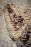 20029 - Museum Grade Plate with 7 Bavarilla  zemmourensis with Preserved Antennae Lower Ordovician Trilobites