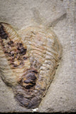 20029 - Museum Grade Plate with 7 Bavarilla  zemmourensis with Preserved Antennae Lower Ordovician Trilobites
