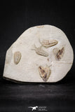 20029 - Museum Grade Plate with 7 Bavarilla  zemmourensis with Preserved Antennae Lower Ordovician Trilobites