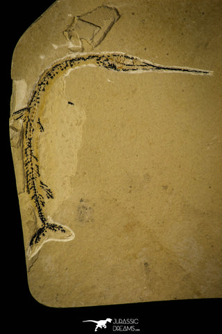 30087- Rare 5.04 Inch Rhynchodercetis Needle Fish Fossil - Upper Cretaceous Morocco