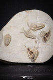 20029 - Museum Grade Plate with 7 Bavarilla  zemmourensis with Preserved Antennae Lower Ordovician Trilobites