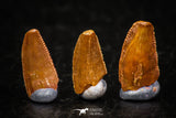 05593 - Great Collection of 3 Abelisaur Dinosaur Teeth Cretaceous KemKem Beds